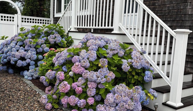 Charming , very private 4 bedroom, 3.5 Bath Cape. Walk to Town & Oyster Pond