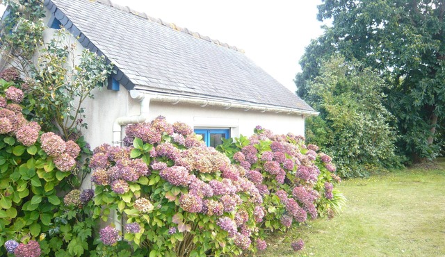 "Chestnut, between land and sea