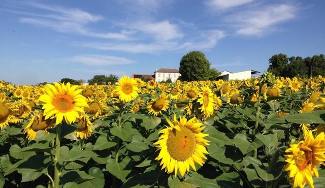Chez Eaux de Vie - Beautiful newly converted barn for 4 - overlooking vineyards!