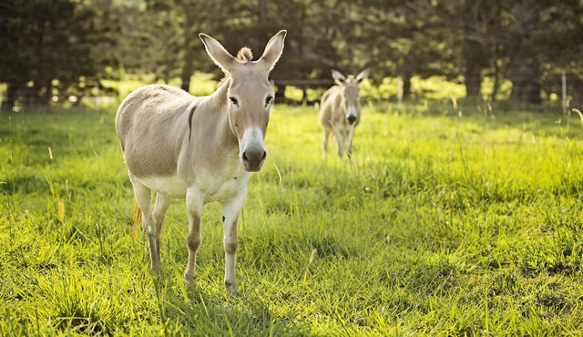 Child friendly farmstay & equestrain holiday accomadation for all the family.