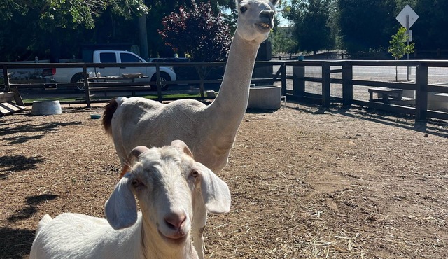 Close to downtown, with a llama and alpaca on the property