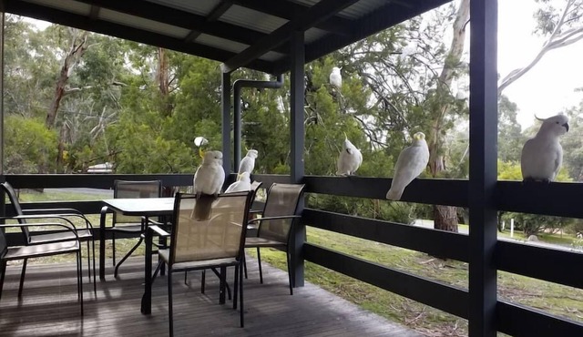 Cockatoo Cabin in Halls Gap