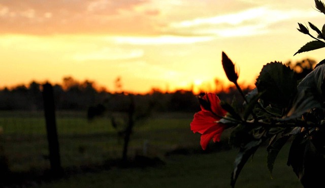 Come Live on the farm