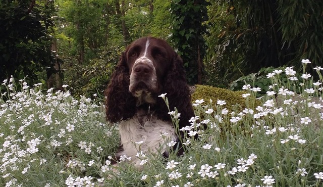 Comfortable 3-bed/3-bath holiday home with heated pool and large wilded garden