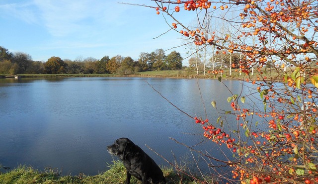 Comfortable 4-star gîte with heated swimming pool and fishing ponds.