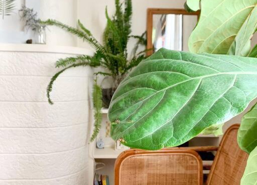 Comfortable Studio Gem in the heart of Petersham