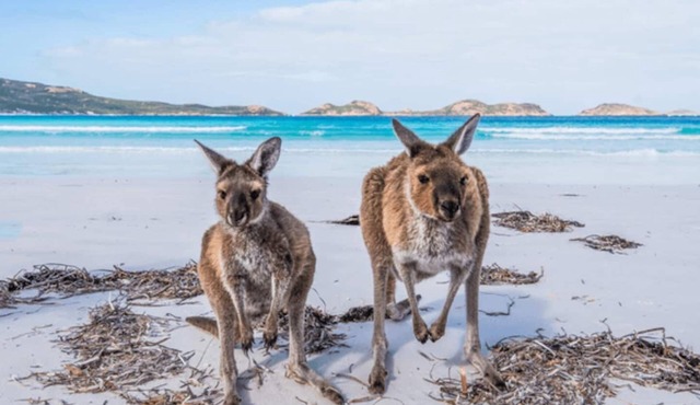 COMFY SPACIOUS 5BED HERITAGE HOME10MIN 2CBD