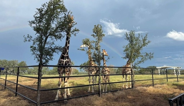 Coming Soon! Immersive Giraffe experience in our rustic luxurious condo.