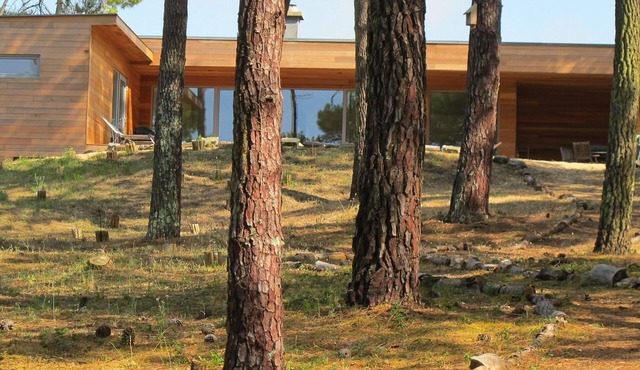 Contemporary house with spectacular view of the forest