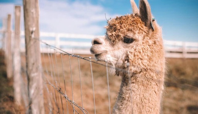Cooranbong Farm Stay-7 Bedrooms Cottage with Pool and Tennis Court