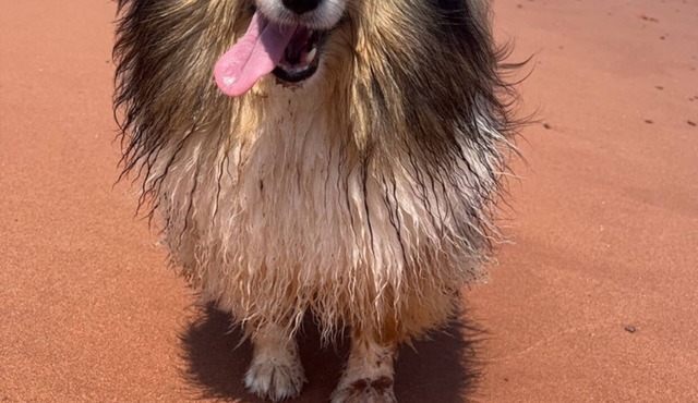 Cora's ocean air Cottage