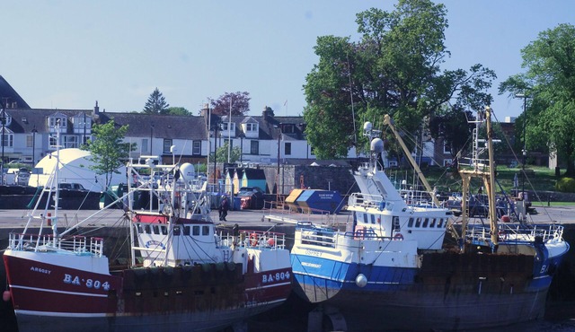 CORBIE NEIST: Overlooking Kirkcudbright Harbour