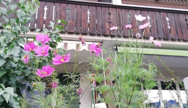 Cosy apartment for 6 guests with TV, balcony and pets allowed