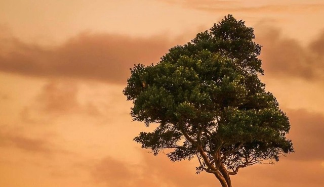 Cosy Cabin in Eagles Nest