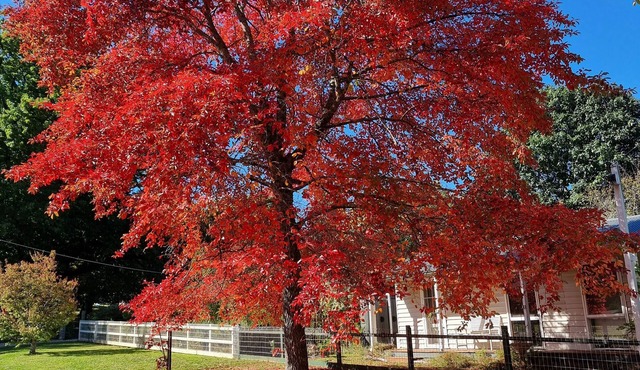 Cosy Cottage - Jamieson Central