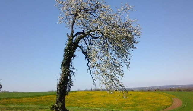 Cosy holiday home with garden