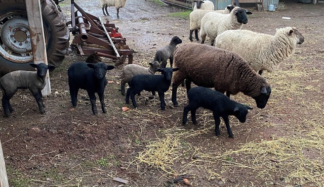 Cosy little farm stay