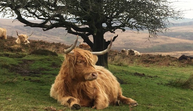 Cosy Nook, North Molton