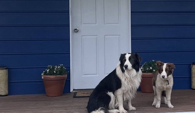 Cosy Pet Friendly Beach Cottage