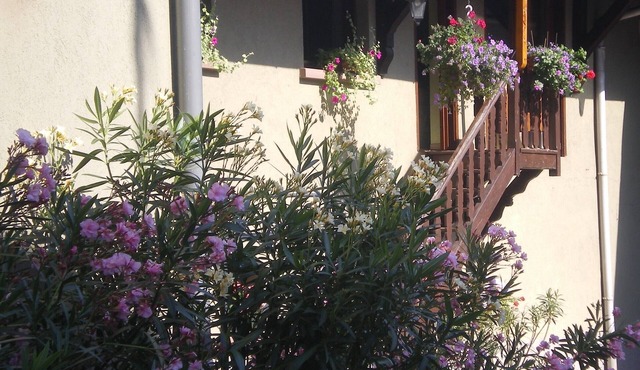 Cottage at the winemaker for 6 people