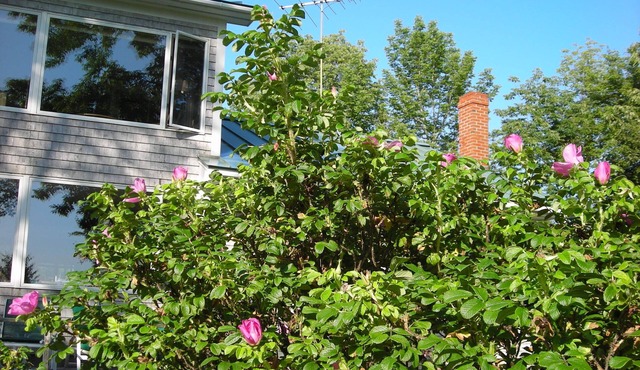 Cottage for Six on the Waters of Eggemoggin Reach