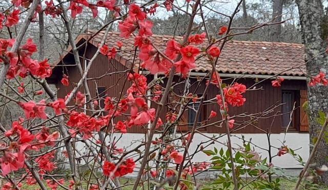 Cottage in a wooded park