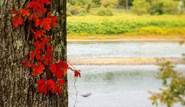 Cottage on Delaware River-1/2 mile walk to town