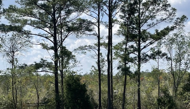 Cottage On Seminole!