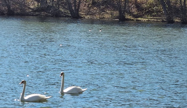Cottage ponds of Saint Bale