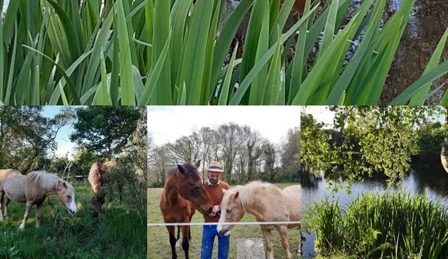 Cottage with pond and forest
