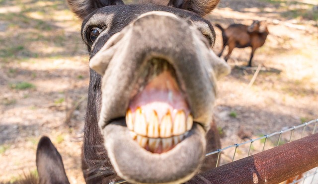 Country 2-bedroom home, steps away from Longhorns, donkeys, horses, and goats.