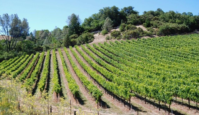 Country Cottage on a beautiful Winecountry Vineyard