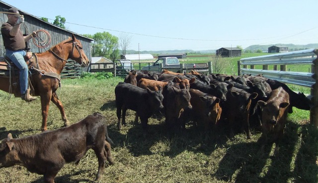 Country Cottage, Travel the Bourbon Trail and Historic Sites