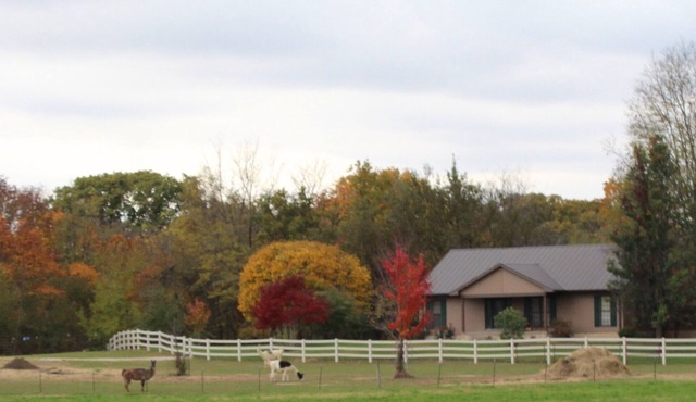 COUNTRY HOME WITH LLAMAS JUST OUTSIDE THE WINDOWS!