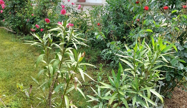 COUNTRY HOUSE in FONROQUE 2km from BASTIDE D'EYMET