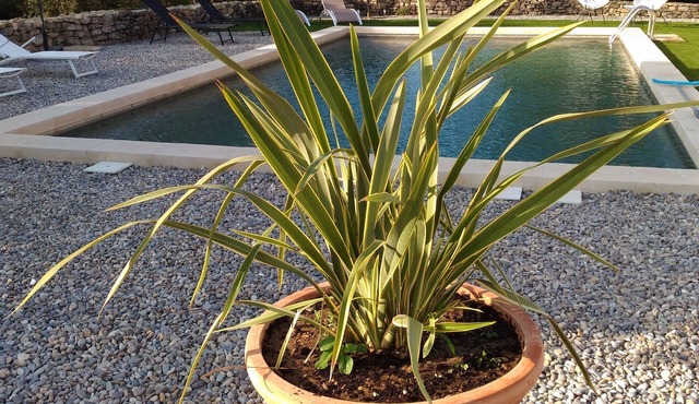 COUNTRY HOUSE located in the heart of the Luberon, quiet in the middle of olive trees