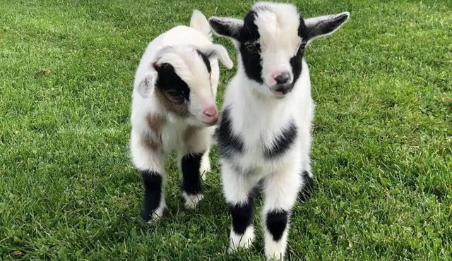 Country life at McIntosh Manor - 2 bedroom home