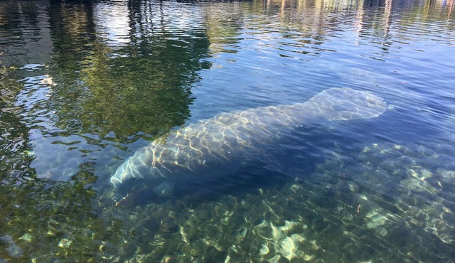 Coveted Crystal River, FL Oceanfront Condo in Smugglers Cove