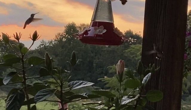 Cozy 1-bedroom apartment in charming Flowery Branch with AC