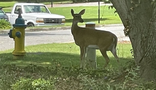 Cozy 1 Bedroom, one sofa bed Cottage House n10 min from Lake Pointe Sports Ctrn