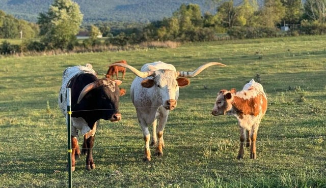 Cozy 2-Guest RV on Nature Farm