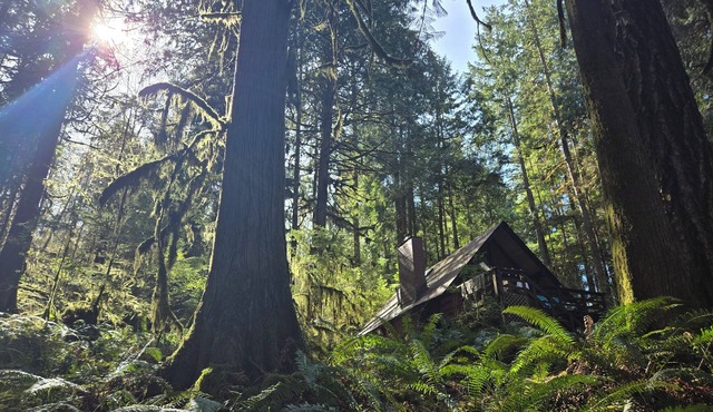Cozy Cabin at Javi's Spring with Forest Bath!