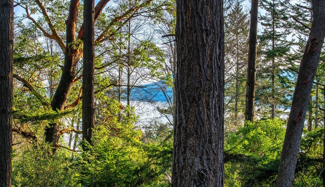 Cozy cabin in the woods, minutes from town, beaches, hiking