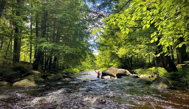 Cozy Cabin on roaring Brook