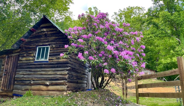 Cozy Cabin: Peaceful Haven in the Heart of Nature