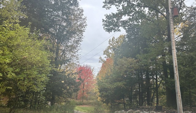 Cozy cabin tucked away in the woods. pets and kid welcomed