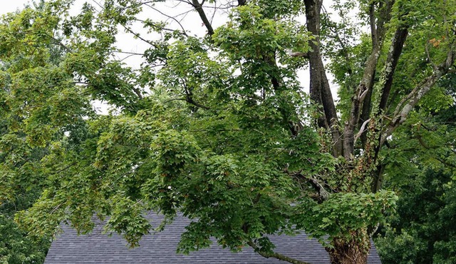 Cozy Corner - Little House in Downtown Lexington