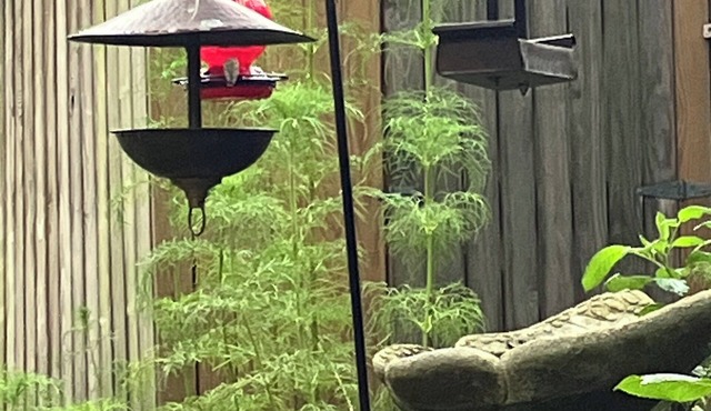 Cozy Cottage in Oak Bluffs - Close to town and beach!