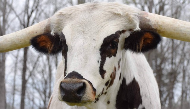 Cozy , Fully-equipped loft on longhorn ranch