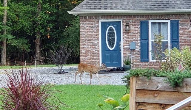 Cozy guesthouse minutes from multiple amenities